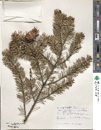 Pseudotsuga menziesii image