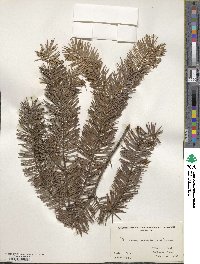 Pseudotsuga menziesii image