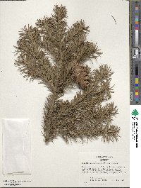 Pseudotsuga menziesii image