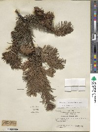 Pseudotsuga menziesii image