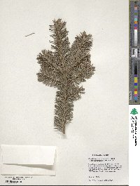 Pseudotsuga menziesii image