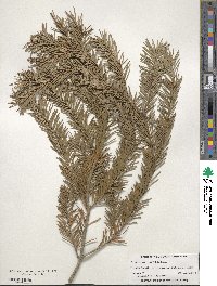 Pseudotsuga menziesii image