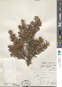 Pseudotsuga menziesii image