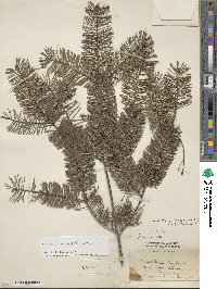 Pseudotsuga menziesii image