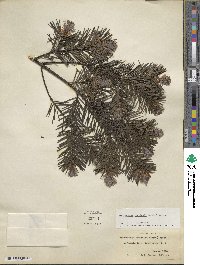 Pseudotsuga menziesii image