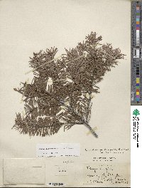 Pseudotsuga menziesii image