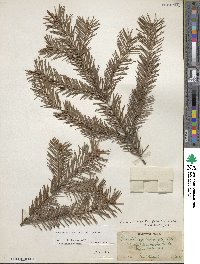 Pseudotsuga menziesii image