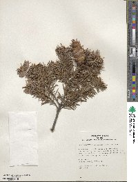 Pseudotsuga menziesii image