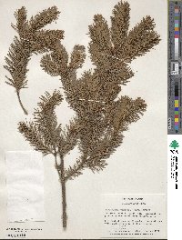 Pseudotsuga menziesii image