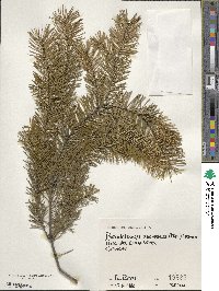 Pseudotsuga menziesii image