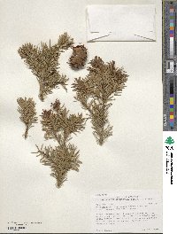 Pseudotsuga menziesii image