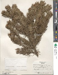 Pseudotsuga menziesii var. glauca image