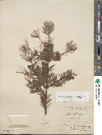 Pseudotsuga menziesii var. glauca image