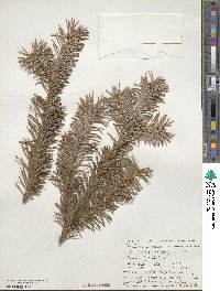 Pseudotsuga menziesii var. glauca image