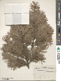 Pseudotsuga menziesii var. glauca image