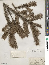 Pseudotsuga menziesii var. glauca image