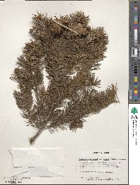 Pseudotsuga menziesii var. glauca image