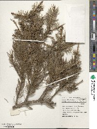 Picea alcoquiana image