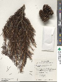 Picea alcoquiana image