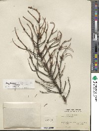 Picea alcoquiana image