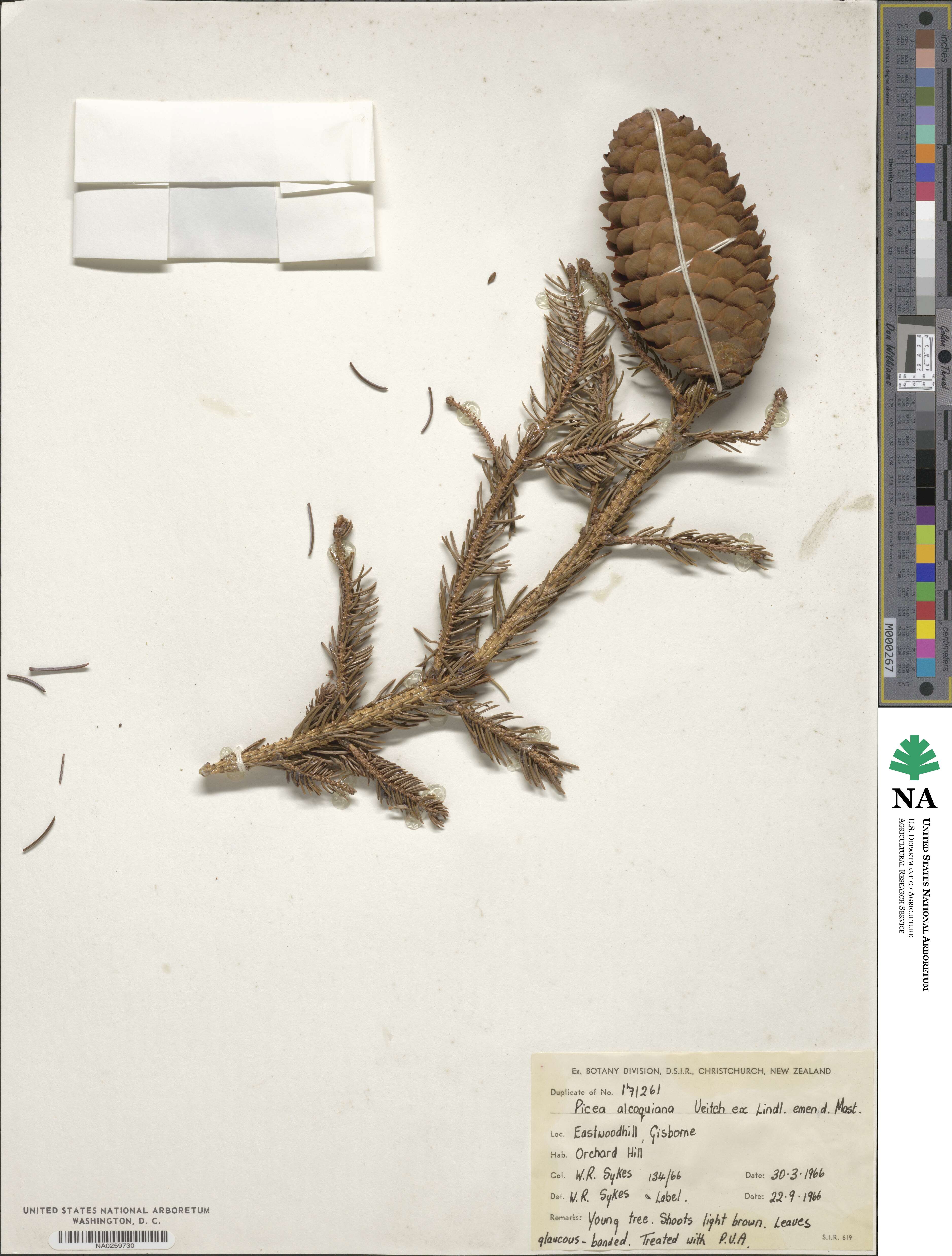 Picea alcoquiana image