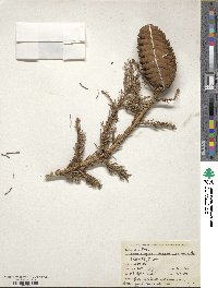 Picea alcoquiana image