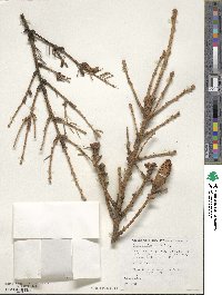 Picea alcoquiana var. alcoquiana image