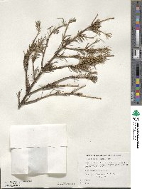 Picea alcoquiana image