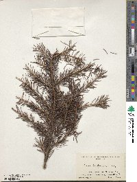 Picea alcoquiana var. alcoquiana image