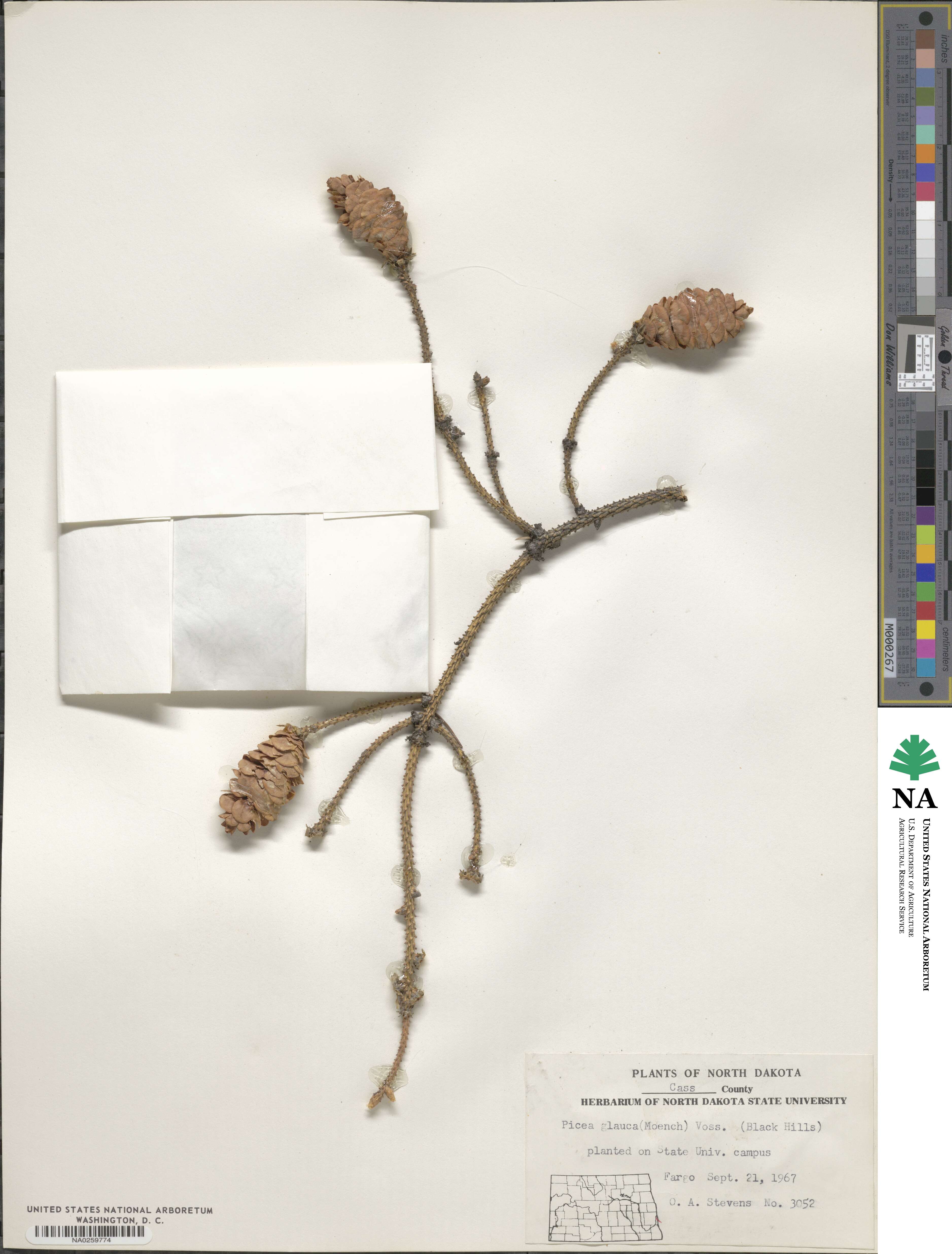 Picea glauca image