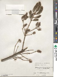 Picea glauca image