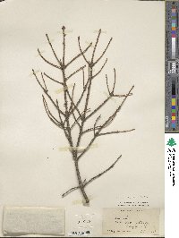 Picea glauca image