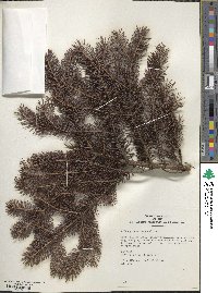 Picea glauca image