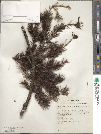 Picea glauca image