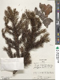 Picea glauca image