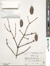 Picea glauca image