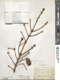 Picea glauca image