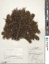 Picea glauca image