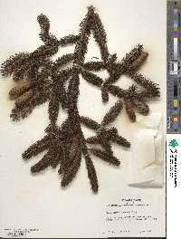 Picea glauca image