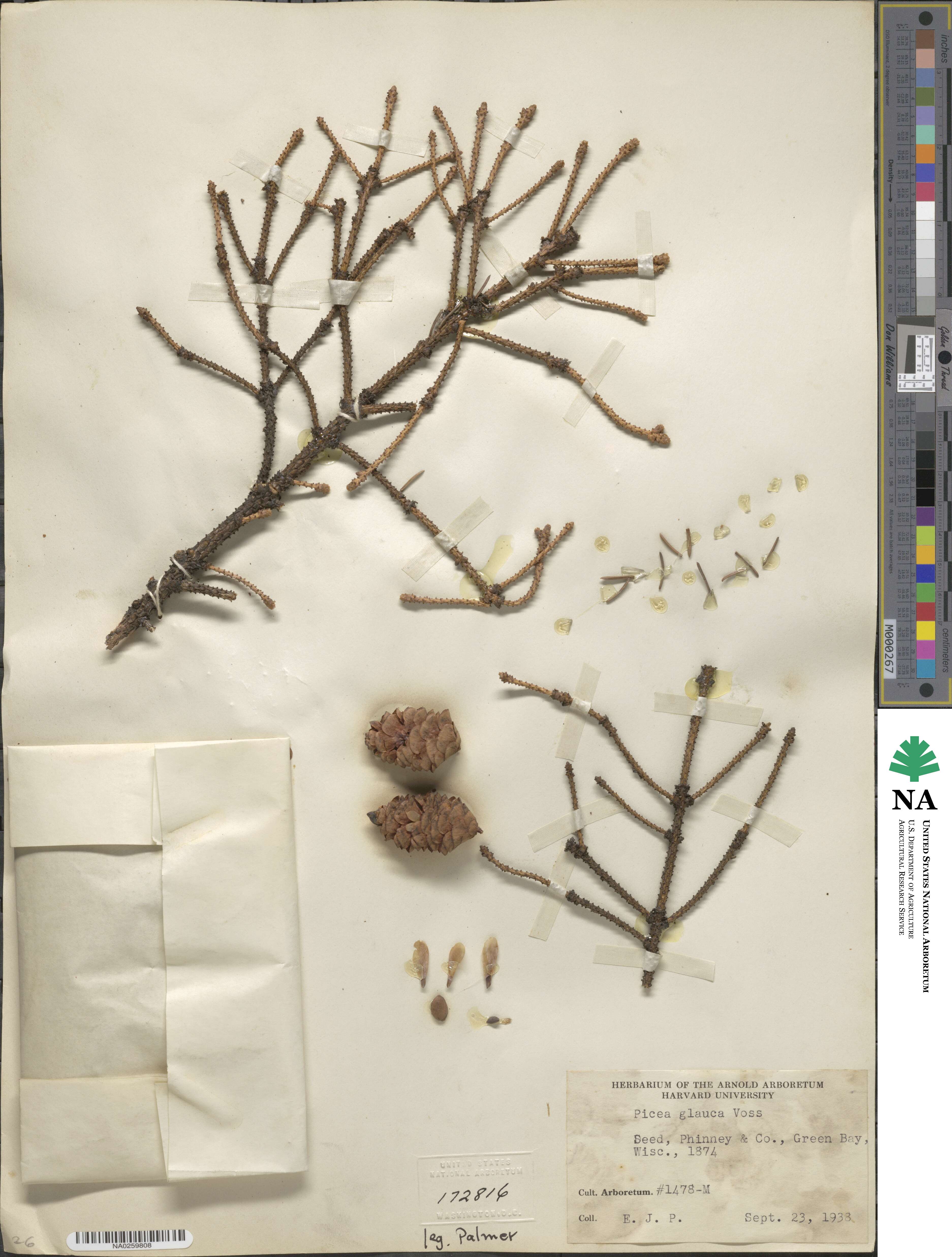 Picea image