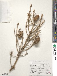 Picea glauca image