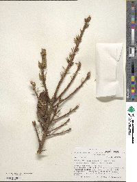 Picea glehnii image