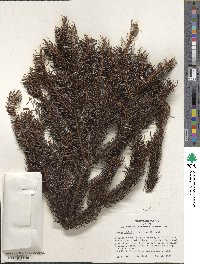 Picea glehnii image