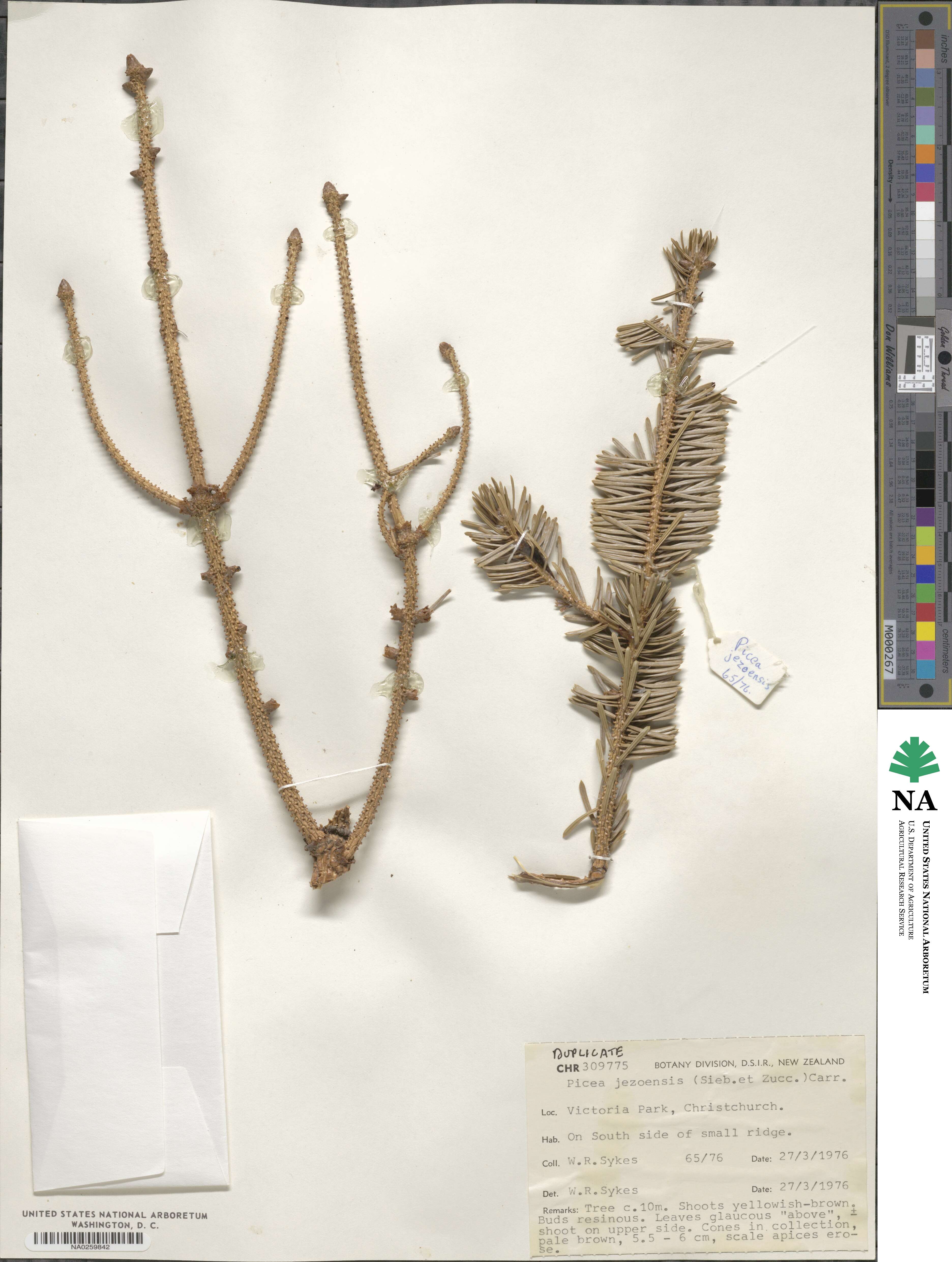 Picea jezoensis image