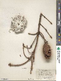 Picea jezoensis image