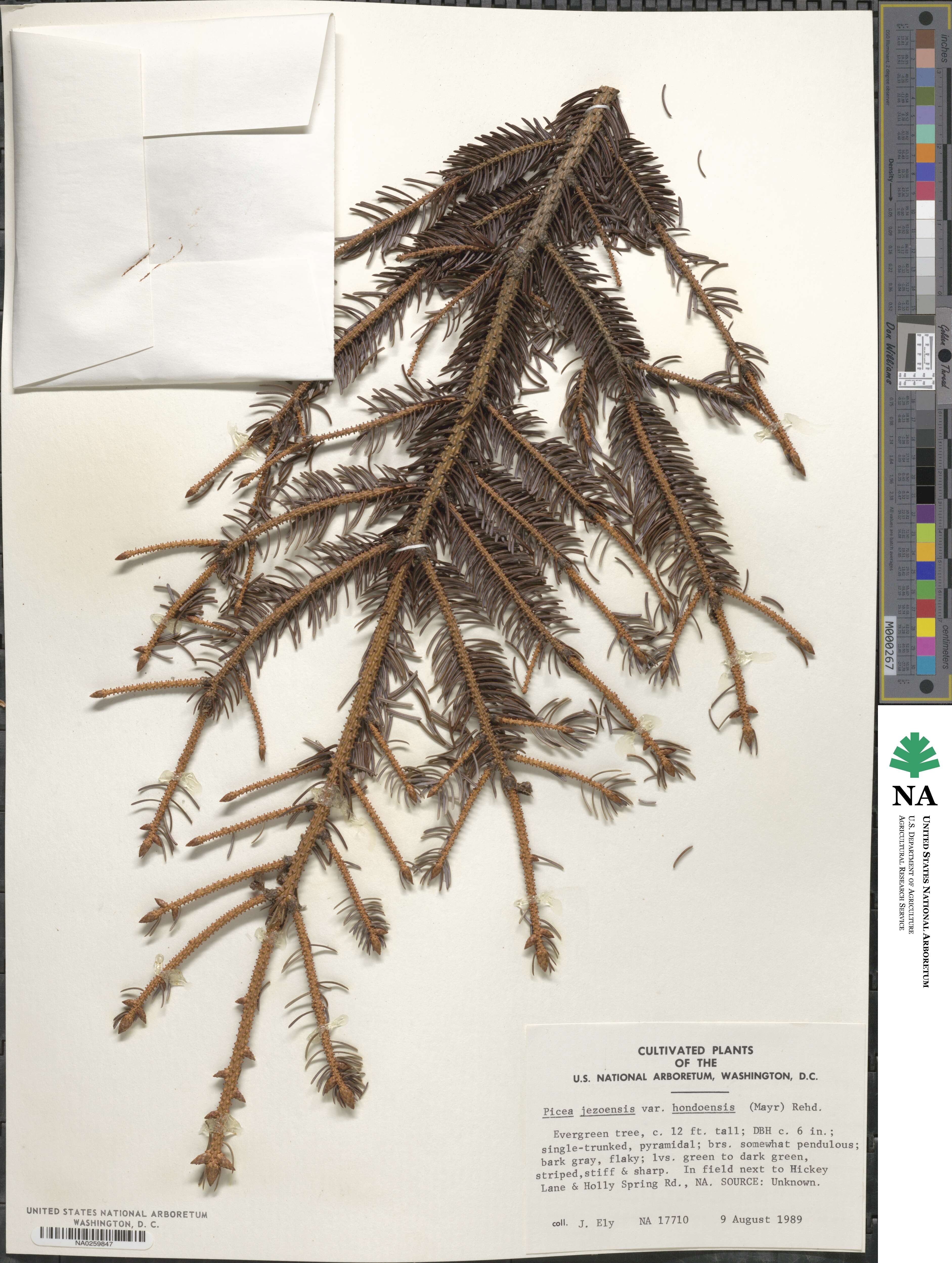 Picea jezoensis image