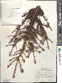 Picea jezoensis image