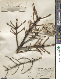 Picea jezoensis image