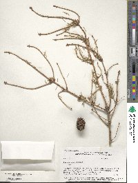 Picea mariana image