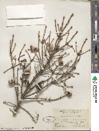 Picea mariana image